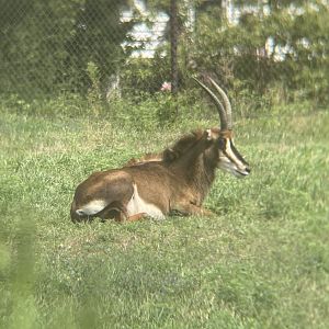 Sable Antelope