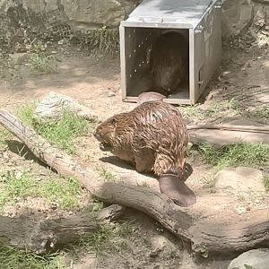 American Beaver