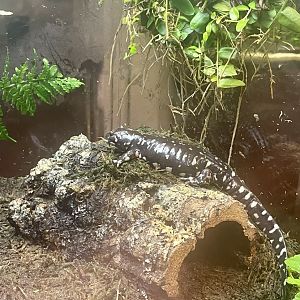 California Tiger Salamander