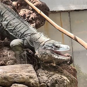 Grand Cayman Blue Iguana