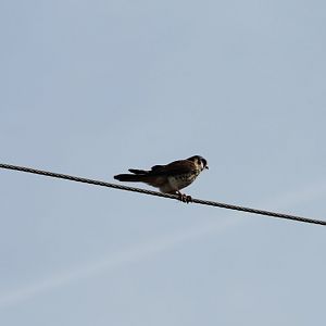 American Kestrel (Falco sparverius)