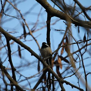 Black-Capped Chickadee (Poecile atricapillus)