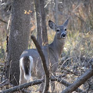 White-Tailed Deer (Odocoileus virginianus)