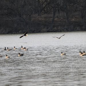 Bald Eagles over Canada Goose
