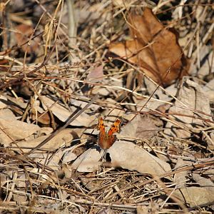 Gray Comma (Polygonia progne)