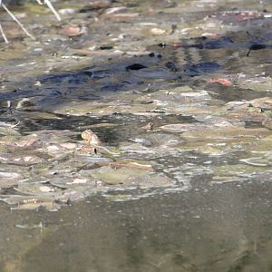 Spring Peeper (Pseudacris crucifer)