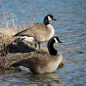 Canada Goose (Branta canadensis)