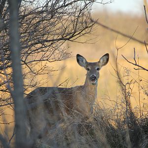 White-tailed deer at sunset