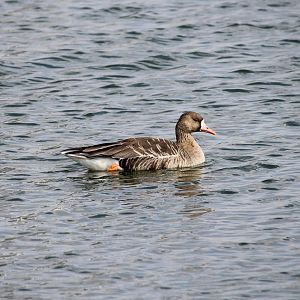Greater White-Fronted Goose (Anser albifrons)