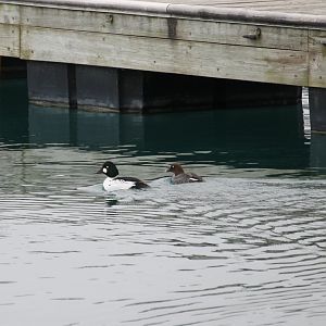 Common Goldeneye (Bucephala clangula)