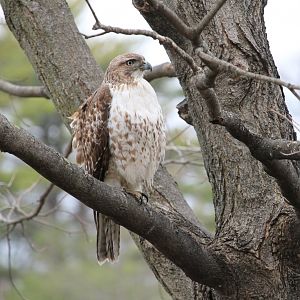 Red-Tailed Hawk (Buteo jamaicensis)