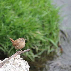 Winter Wren (Troglodytes hiemalis)
