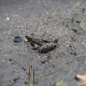 Blanchard’s cricket frog (Acris blanchardi)