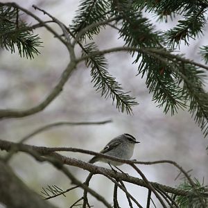 Golden-crowned Kinglet (Regulus satrapa)