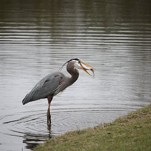 Great Blue Heron (Ardea herodias)