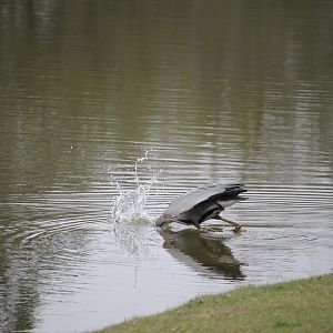 Great Blue Heron Splash