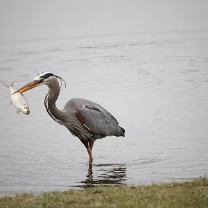 Great Blue Heron with an American Gizzard Shad (Dorosoma cepedianum)