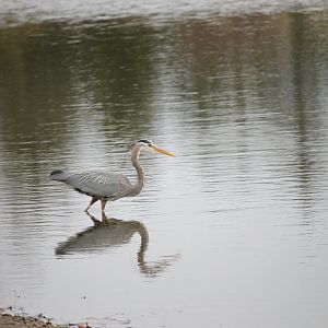 Great Blue Heron Reflection