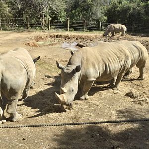Southern White Rhinoceros (Cows)