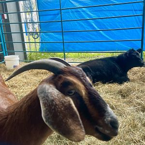 Mixed Species Exhibit - Alaska State Fair