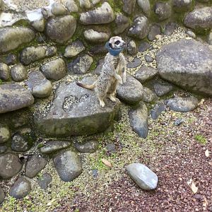 Slender-tailed Meerkat (With Head Cone)