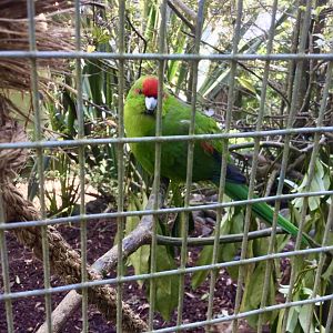 Red-crowned parakeet (Cyanoramphus novaezelandiae)