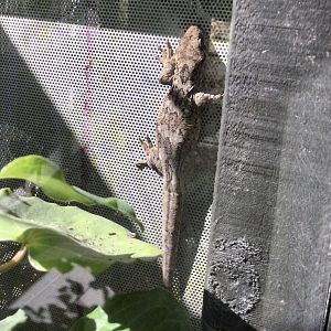 Duvaucel's gecko (Hoplodactylus duvaucelii)