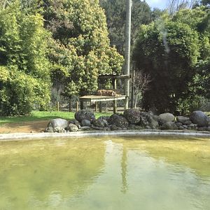 Sumatran Tiger Exhibit (Large)