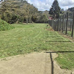 New Cheetah Exhibit (Second Viewing Window)