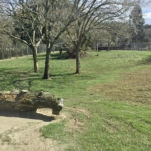 New Cheetah Exhibit (First Viewing Window)