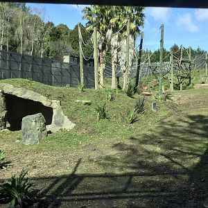 Common Chimpanzee Exhibit (Lower Viewing Window)