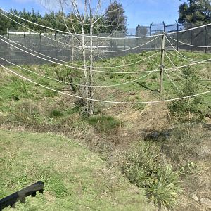 Common Chimpanzee Exhibit (Upper Viewing Window)