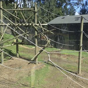 Common Chimpanzee Exhibit (Upper Viewing Window)