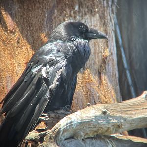 Common Raven