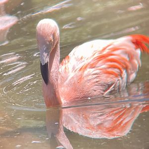 Chilean Flamingo