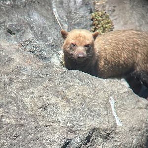Bush Dog