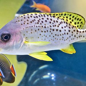 Blackspotted Rubberlip (Plectorhinchus gaterinus)