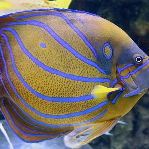 Bluering Angelfish (Pomacanthus annularis)