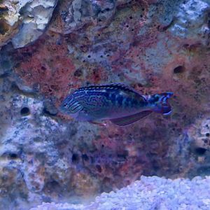 Blue Star Leopard Wrasse (Macropharyngodon bipartitus)