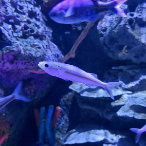 Boga (Haemulon vittatum)