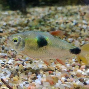 Bucktooth Tetra (Exodon paradoxus)