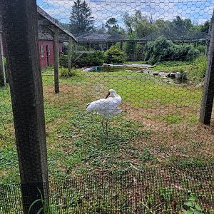 Ripley Waterfowl Conservancy - Siberian crane