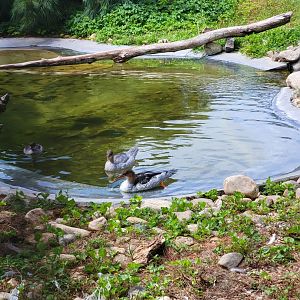 Ripley Waterfowl Conservancy - Chinese mergansers, smew, and Siberian crane