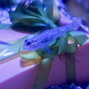 cf. Code Goby (Gobiosoma robustum)