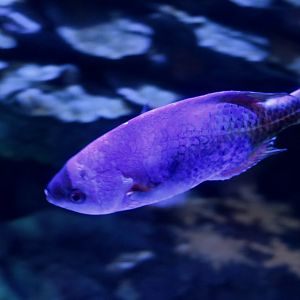 Creole Wrasse (Clepticus parrae)
