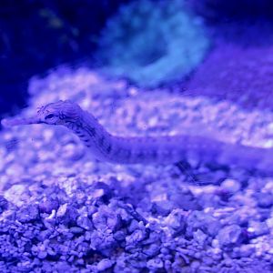 Dragonface Pipefish (Corythoichthys haematopterus)