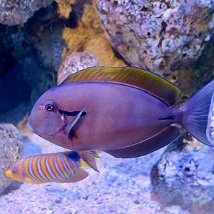 Epaulette Surgeonfish (Acanthurus nigricauda)