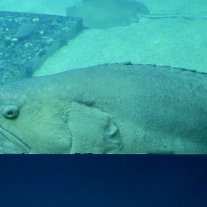 Giant Grouper (Epinephelus lanceolatus)