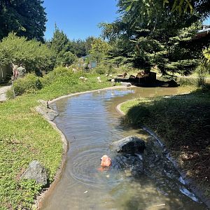 Chilean Flamingo Exhibit
