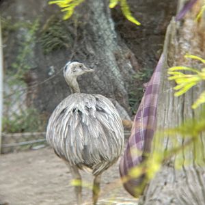 Greater Rhea
